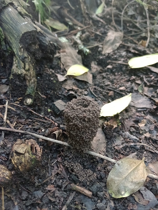 The valuable natural treasure protected by El Morado.